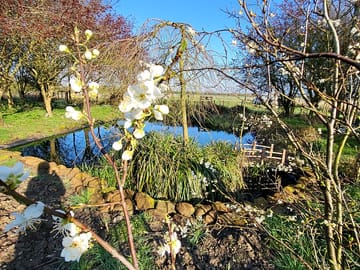 Pond paddock