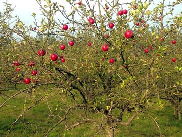 The orchard
