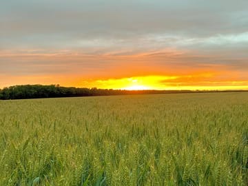 Sunset on the farm