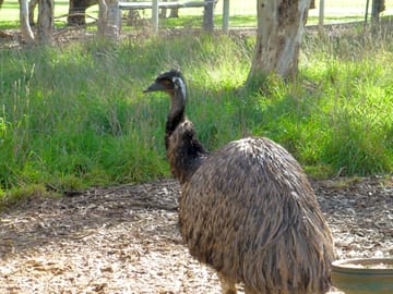 Wildlife