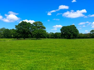 Oak-lined field