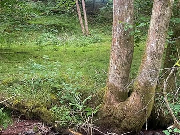 Trees to explore
