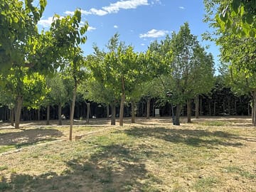Grassy pitches