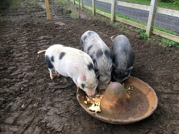 Pigs on site