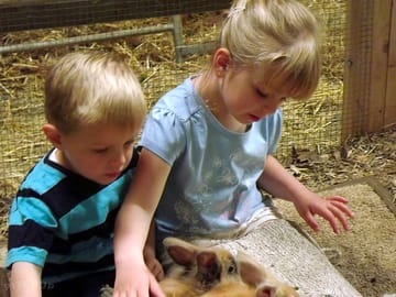 Meet the farm's rabbits