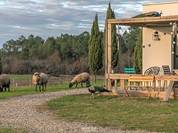 Free-range sheep and peacocks