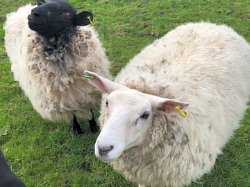 Barbie and black the sheep