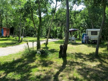Grass areas