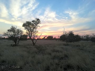 Giraffes roaming around