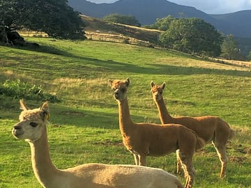 The alpacas inside the hut