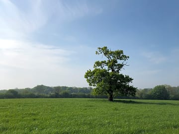 A single oak