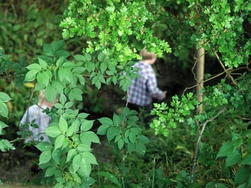 Winding their way through the trickling brook