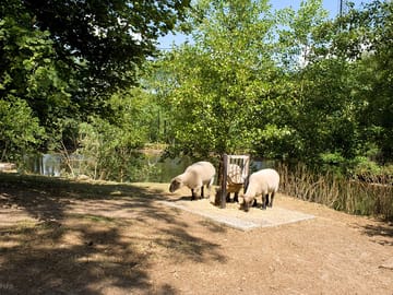 Animals onsite