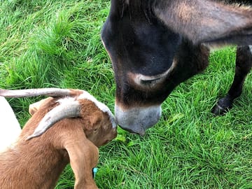 Friendly farm animals