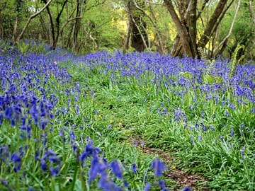 The woodland in bluebell bloom in may