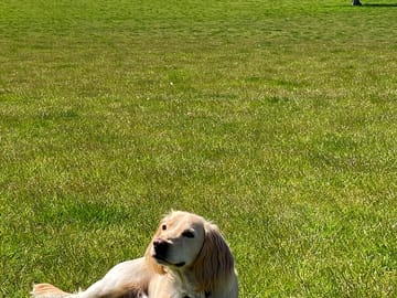 Our four-legged friend taking it easy in front of glynde place