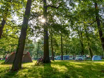 Pitch among the trees