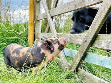 Animals on site