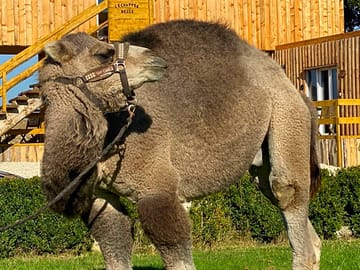 Animals on site