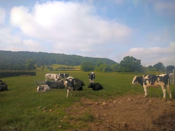 Bullocks