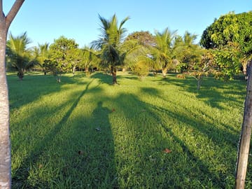 Pitches among the trees