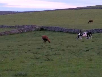 Cows in nearby fields
