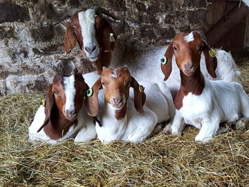 A goat family photo