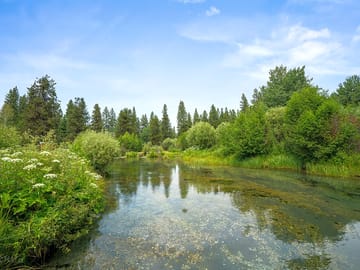 Looking along the creek