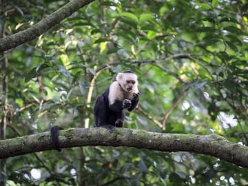 Corcovado national park
