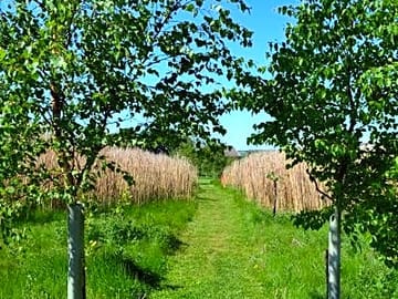Pathways cut through the elephant grass, a haven for wildlife.