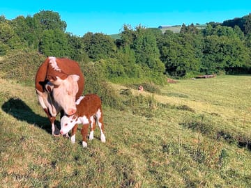 Cows in easterbrook