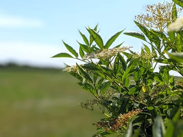 Elderflowers in camping field