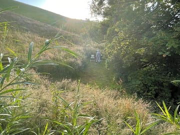 The site's bees