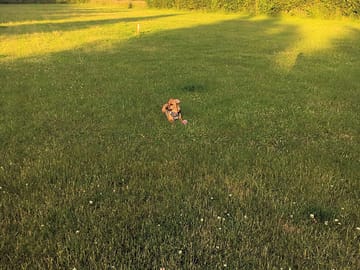 Our dog play area