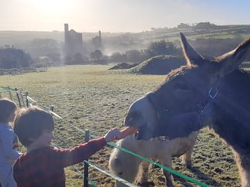 Derek the donkey and muffin the shetland pony