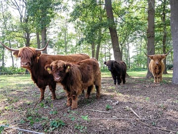 Friendly animals
