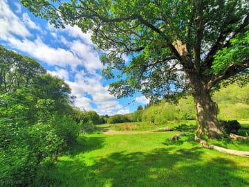 Plenty of greenery