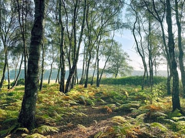Woodland walks