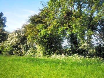Pitches sheltered by trees