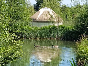 Lake behind poplar yurt