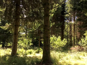 Forest explores