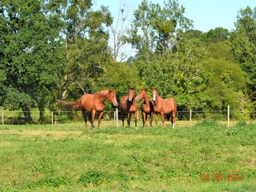 Horses around the cottage