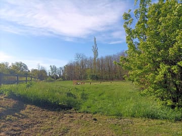 View of the goats along the chalaronne