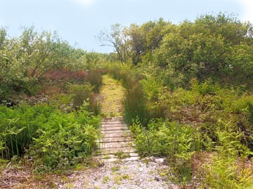 Path into the woods