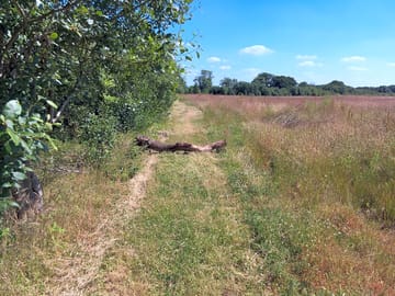 Farm fields