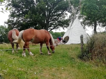 Tipi surrounded by horses