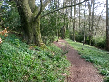 Wayford woodland walk