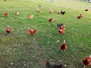 Free-range chickens