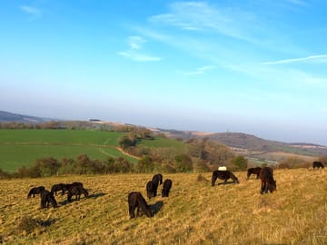 Fell ponies on the downs
