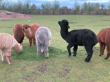 The site's alpacas